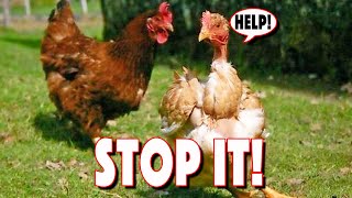 CHICKEN PECKING ORDER Problems That You Can Overcome 10 Sickness amp Pecking Signs To Watch Out For [upl. by Warrick]