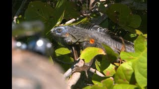 A Blow Gun Hunt for Floridas Giant Iguanas [upl. by Reilamag887]