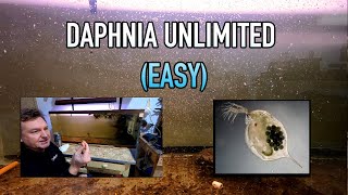 How I Raise Daphnia Water Fleas And You Can Too [upl. by Akeihsal]