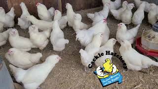 White Ameraucana chickens  Cackle Hatchery [upl. by Necyla]