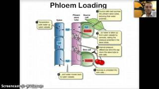 IB 92  Transport in Phloem [upl. by Aryamoy]