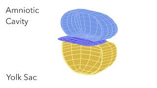 Embryo Folding Amniotic Cavity amp Yolk Sac  Animated Embryology [upl. by Piero707]