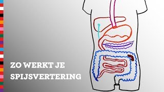 Hoe werkt je spijsvertering  Voedingscentrum [upl. by Ambrosine177]