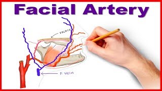 Facial Artery Course and Branches [upl. by Maroney511]