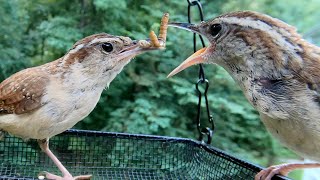 The Carolina Wren Story  Nest Building Brooding Raising and Fledging [upl. by Anaujd227]