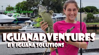 IguanAdventures 64 Live Removal and hand catching Iguanas in South Florida by Iguana Solutions [upl. by Thomajan711]