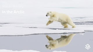 Polar Bears in the Arctic [upl. by Naloj648]