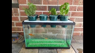 My DIY Aquaponics Aquarium Project [upl. by Kcired503]