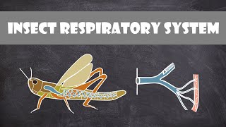 Insect Respiratory System  Entomology [upl. by Ahsinwad]