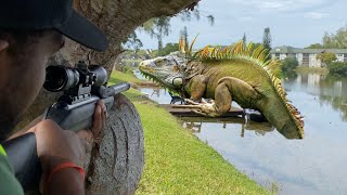 Wild 22 Cal Air Rifle Iguana Hunting Florida Iguana Removal [upl. by Klenk]