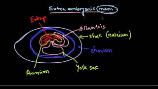 Developmental biology part 10  Extra embryonic membrane in chick [upl. by Alfie]