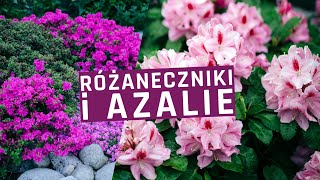 Rododendrony  różaneczniki i azalie  uprawa pielęgnacja cięcie odmiany [upl. by Airak12]