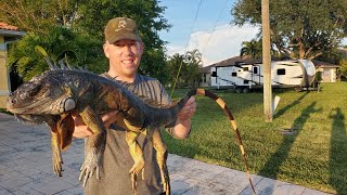 Iguana Catch and Cook  LIZARD CURRY Hunting Invasive Iguanas in Florida [upl. by Renaxela]