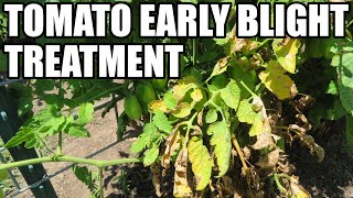 Tomato early blight treatment [upl. by Malley]