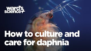 Caring and Culturing for Daphnia [upl. by Thirzi]