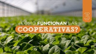 Y las Cooperativas ¿cómo funcionan [upl. by Bracci]