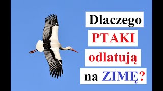 Dlaczego ptaki ODLATUJĄ na ZIMĘ [upl. by Olimpia]