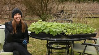 Planting Cool Flowers  Very Early Spring Hardy Annuals  Northlawn Flower Farm [upl. by Ariana772]