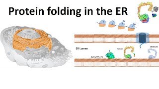 protein folding in the ER [upl. by Rahel]