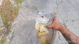 Whats The BEST Way To Catch Iguanas In Florida Catching Reptiles Iguana Hunting [upl. by Sesmar872]