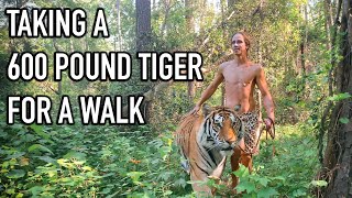 Kody Antle Walks With A 600 Pound Tiger  Myrtle Beach Safari [upl. by Waddle571]