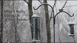 Understanding the Pecking Order at a Backyard Bird Feeder [upl. by Henigman266]