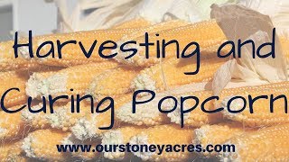 Harvesting and Curing Popcorn [upl. by Enilram]