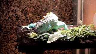 Blue Axanthic iguana enclosure update [upl. by Arimat878]