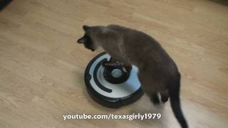 Cat shows HOW TO use iRobot Roomba Vacuum [upl. by Hauger]