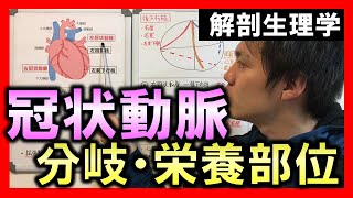 【基礎から勉強・解剖生理学】冠状動脈【理学療法士・作業療法士】 [upl. by Neibart]