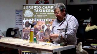 Curso de Taxidermia Capitulo 1 Confección de casquillos [upl. by Sunshine880]