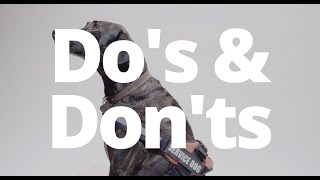 Service Dog Etiquette  Dos and Donts [upl. by Yelak]