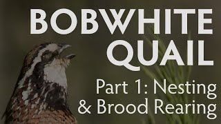 Bobwhite Quail Nesting and Brood Rearing  PART 1  Latest Largest Research Study [upl. by Sunday]