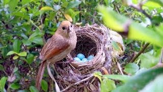 Bird hatching and brooding HD [upl. by Harley]