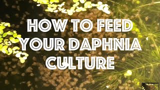 How To Feed Your Daphnia Culture [upl. by Oriaj]