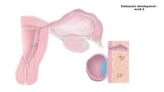 Embryonic development  week 1 and 2 [upl. by Esau]