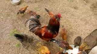 Ameraucana Chickens [upl. by Pruchno]