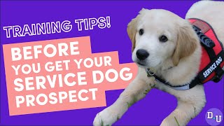 Watch BEFORE you get a SERVICE DOG When To Start Training and more Service Dog Training Tips [upl. by Werdnaed]