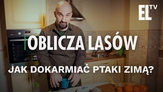 Jak dokarmiać ptaki  Oblicza lasów 13 [upl. by Noak]