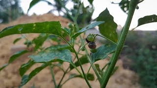 BLACK NIGHTSHADE The Truth About Solanum Nigrum Makoi  Medicinal Plants  The Rural Life [upl. by Anined]