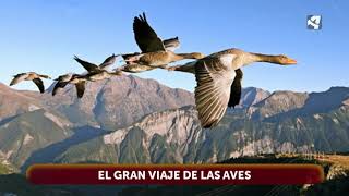 La migración de las aves [upl. by Einon]