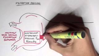 Nephrology  Glomerular Filtration [upl. by Joela258]