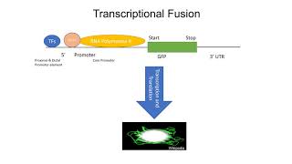 Reporter Gene Fusion Techniques [upl. by Fulvi]