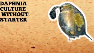 HOW TO CULTURE DAPHNIA NATURALLY WITHOUT A STARTER [upl. by Alemap507]