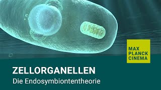 Zellorganellen  Die Endosymbiontentheorie [upl. by Cohl]