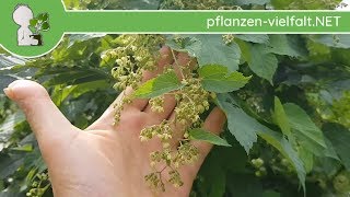 EchterWilder Hopfen  Männliche BlüteBlüten Humulus lupulus  Wildpflanzen Bestimmung [upl. by Fabrianne298]