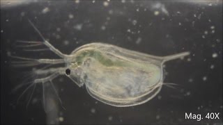 Daphnia magna under the Microscope [upl. by Enomal235]