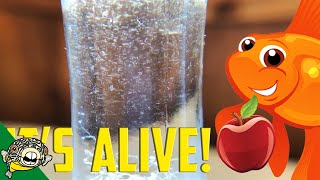 How to culture Vinegar Eels The EASY Way Live Fish Food [upl. by Eicam]