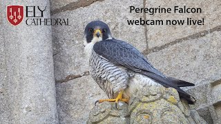 Ely Cathedral Peregrine Falcon webcam now live [upl. by Suirtimed369]