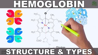 Hemoglobin  Structure and Types [upl. by Nrehtac]